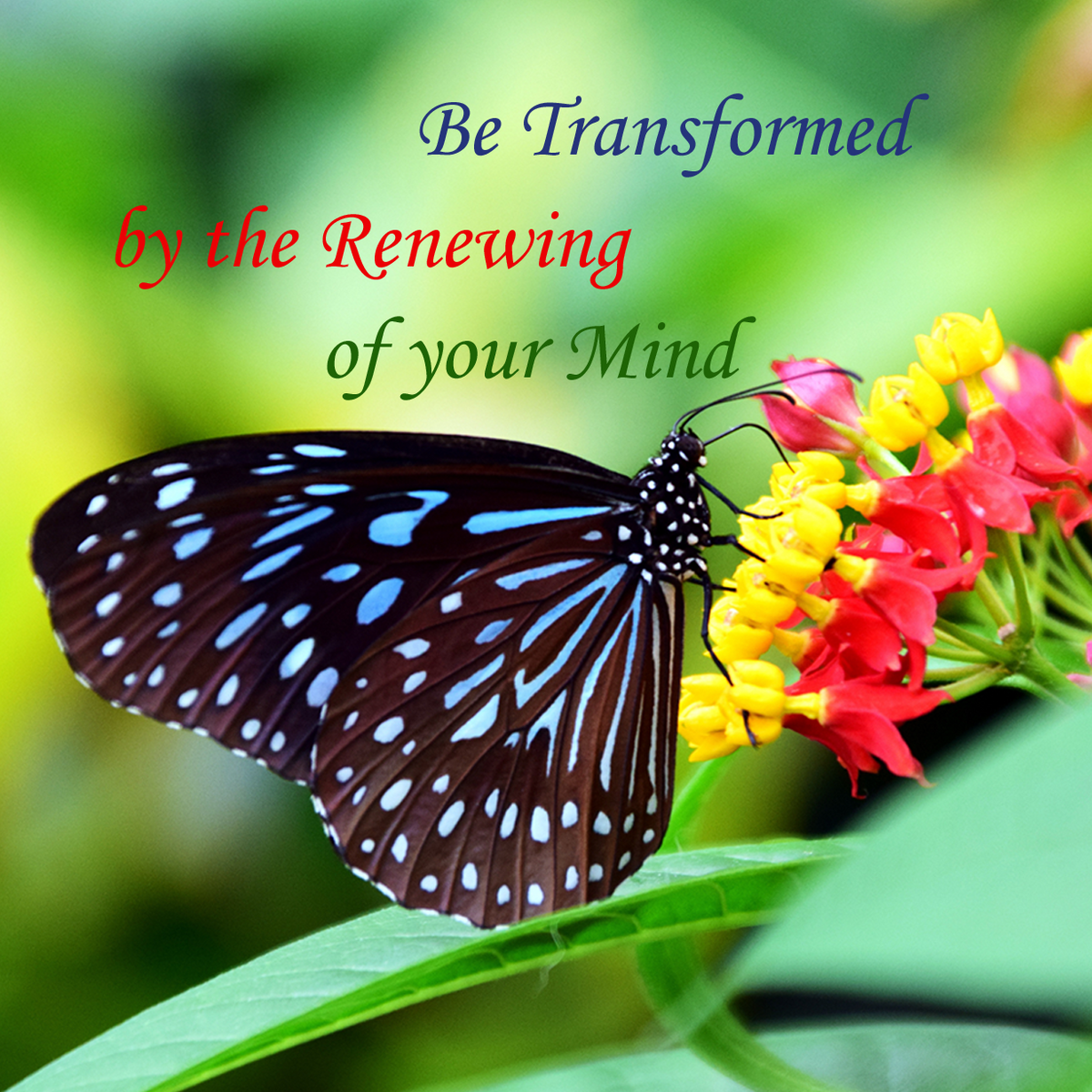 Inspiring Picture Tiles – The Solution